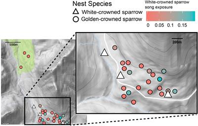 The Role of Nestling Acoustic Experience in Song Discrimination in a Sparrow